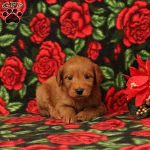 Chestnut, Mini Goldendoodle Puppy